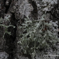 Ramalina pollinaria - odnożyca opylona.JPG