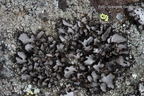 Umbilicaria cylindrica - kruszownica zwyczajna