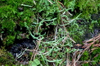 Cladonia subulata - chrobotek rogokształtny