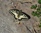 Paź królowej ( Papilio machaon) )