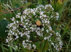 Kruszczyca złotawka ( Cetonia aurata )