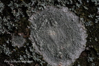 Phlyctis argena - rozsypek srebrzysty