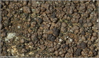 171017F 9610 Acarospora badiofusca - wielosporek ciemnobrunatnybrunatny