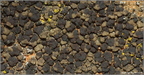 181106F 1813 Acarospora badiofusca - wielosporek ciemnobrunatnybrunatny