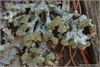 190402 2559 Hypogymnia tubulosa - pustułka rurkowata