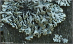 190402 2621 Hypogymnia tubulosa - pustułka rurkowata
