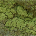 Psilolechia lucida - sorenka jaskrawa 3181