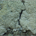 Trapelia placodioides - czarenka łuskowata 3235