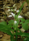 buławnik mieczolistny (Cephalanthera longifolia)