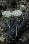 Coprinellus velatopruinatus q2