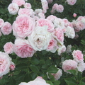 róża Octavia Hill
