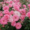 róża Pink Cover