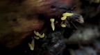 pięknoróg szydłowaty Calocera cornea 
