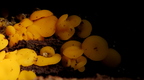dwuzarodniczka cytrynowa Bisporella citrina 
