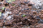 Acarospora fuscata - wielosporek brunatny