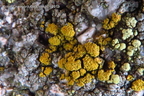 Candelariella vitellina - liszajecznik żółty