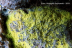 Chrysothrix chlorina - złociszek zielonawy