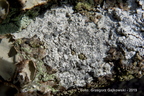 Porpidia tuberculosa - kamusznik siny