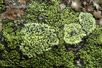 Rhizocarpon geographicum and Rhizocarpon lecanorinum