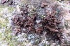 Umbilicaria polyphylla - kruszownica wielolistkowa