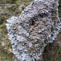 Parmelia saxatilis - tarczownica skalna 2