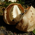 Sromotnik smrodliwy (Phallus impudicus)