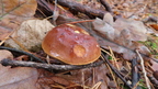podgrzybek brunatny Imleria badia