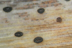 Lophodermium arundinaceum sg4