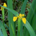 kosaciec żółty Iris pseudacorus