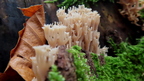 świecznica rozgałęziona Artomyces pyxidatus