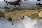 drewniczka drobnopora tm1