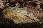 Mycoacia stm1