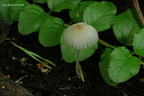 Coprinellus velatopruinatus kj1