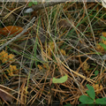  (Ramaria myceliosa)