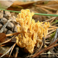 Ramaria myceliosa