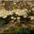 grzybówka hełmiasta (Mycena galericulata)