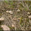 Berłóweczka zimowa (Tulostoma brumale)