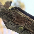 drewniak pierzasty (Hypoxylon howeanum)
