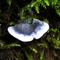 drobnoporek modry (Postia caesia)