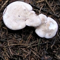 naziemek białawy (Albatrellus ovinus)