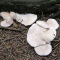 naziemek białawy - Albatrellus ovinus