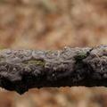 powłocznica dębowa (Peniophora quercina)