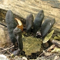 próchnilec długotrzonkowy (Xylaria longipes)