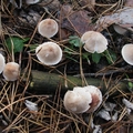 grzybówka rdzawoplamista (Mycena zephirus)