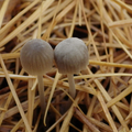grzybówka popielata (Mycena cinerella)