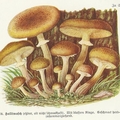 Jakie to grzyby - zagadki z atlasu grzybów