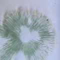 Chlorophyllum molybdites - czubajka zielonawa
