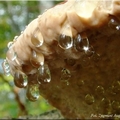 pniarek obrzeżony (Fomitopsis pinicola)