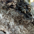 jamczatka wielkopora (Datronia mollis)