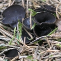 Uszko czarne (Pseudoplectania nigrella)